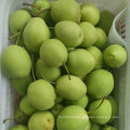 Nova Colheita Fresh Green Shandong Pear